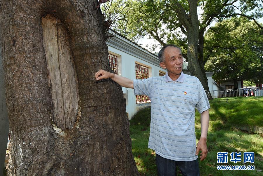 （壯麗70年·奮斗新時代——記者再走長征路·圖文互動）（2）“紅軍樹”下憶初心、守初心